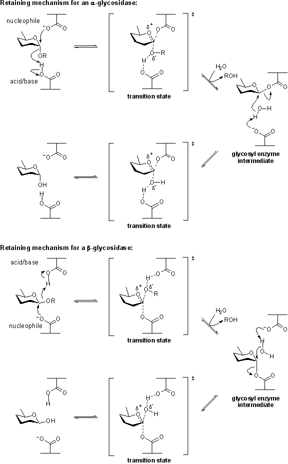 Retaining glycosidase mechanism 1.png