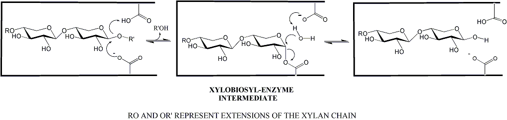 xylanase reaction