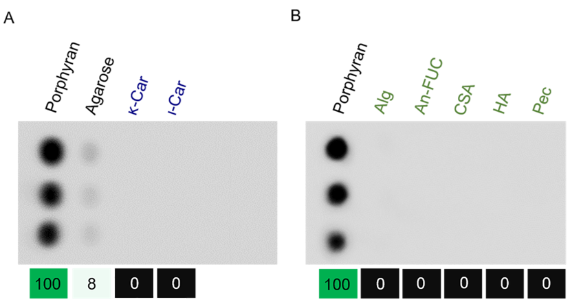 Figure 1.Binding analysis with porphyran and other galactans in red algae (A), and other polysaccharides (B). κ-Car, κ-carrageenan. ι-Car, ι-carrageenan. Alg, alginate. An-FUC, sulfated fucan from Ascophyllum nodosum. CSA, chondroitin sulfate A sodium salt. HA, hyaluronic acid. Pec, pectin. Each polysaccharide performed three parallels. The values (noted at the bottom) were the average gray intensities of the triplicates. The value binding to porphyran was set to 100, and the other values were normalized accordingly.
