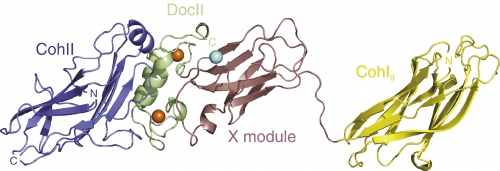 The crystal structure of type-I, II and III cohesin modules