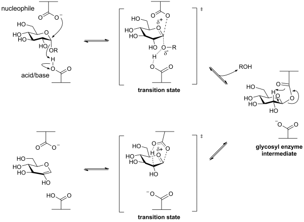 A-glucan lyase mechanism.png