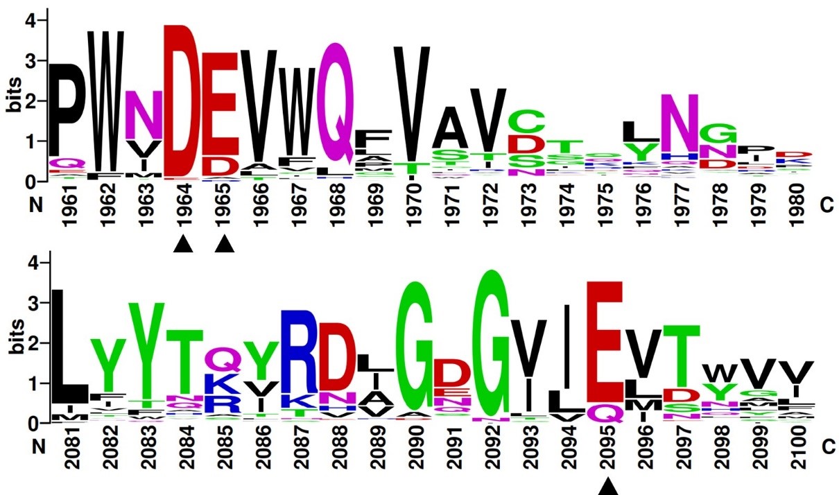 Figure 2. Multiple sequence alignments of residues in GH174 homologs. The highly conserved acidic amino acids in all sequences were indicated with black triangles.