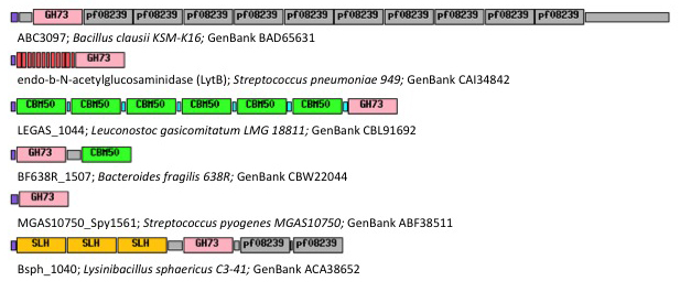 Figure 1. Examples of modular GH73 enzymes: SLH, S‐layer homology domains; CBM50, carbohydrate binding module of family 50, in purple, signal peptide; in grey and red, unknown repeated domains.