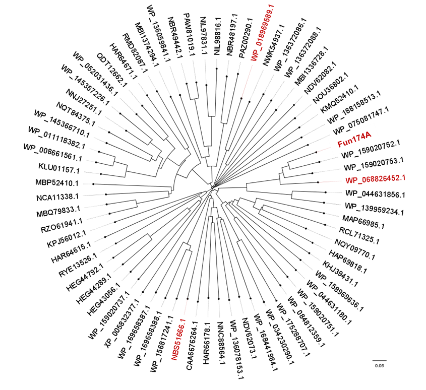 Figure 1. The phylogenetic tree of GH174 homologs. Sequences comfirmed to exhibit α-1,3-L-fucanase activity were in red.