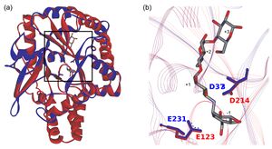 GH57 GH119 structure comparison.jpg