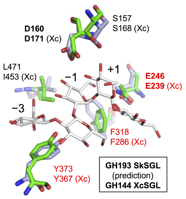 Glycoside Hydrolase Family 193 - CAZypedia
