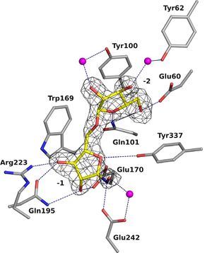 Figure 2. Electron density for hydroximolactone inhibitor bound to the active site of Arb93A (PDB ID 5M1Zcite>Coyle2017. Hydrogens bond are represented as dash lines and 2Fobs–Fcalc electron density at 0.95 eA-3