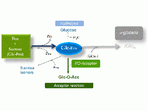 CAZypedia GH70 Figure 1.gif