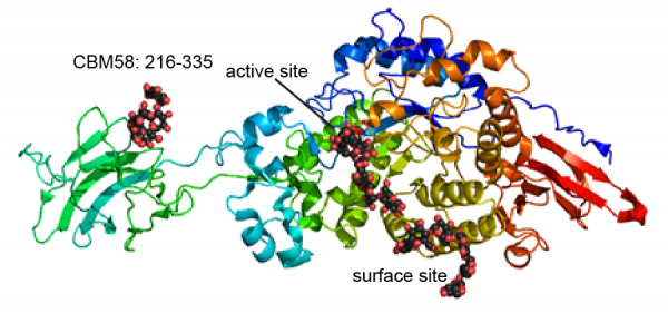 Carbohydrate Binding Module Family 58 - CAZypedia
