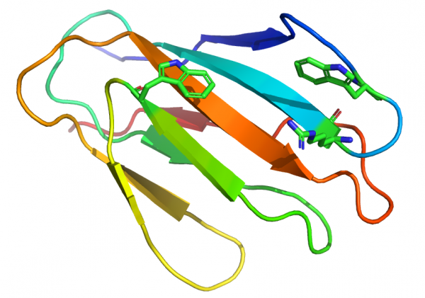 Carbohydrate Binding Module Family 2 - CAZypedia