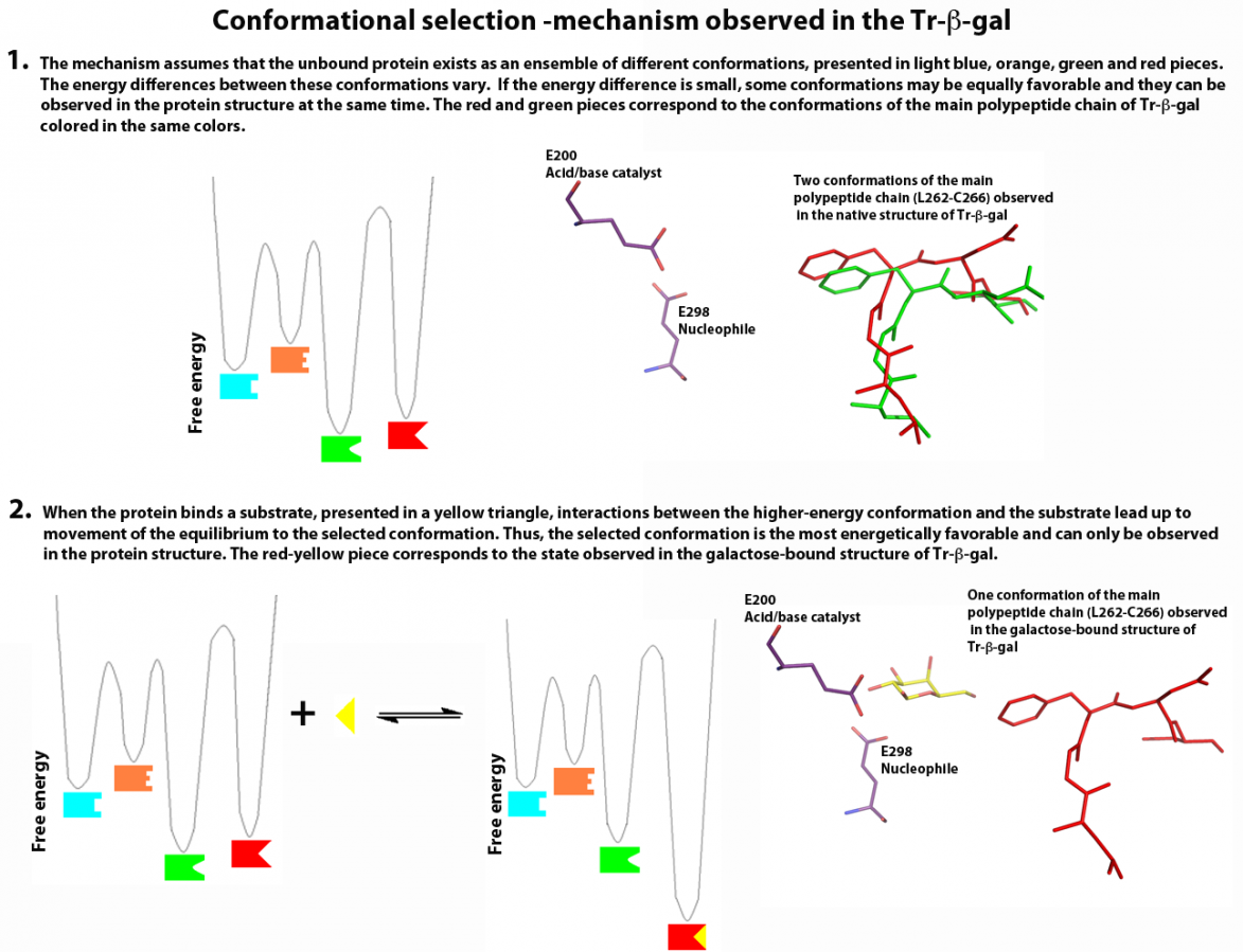 File:Conformational selection.png - CAZypedia