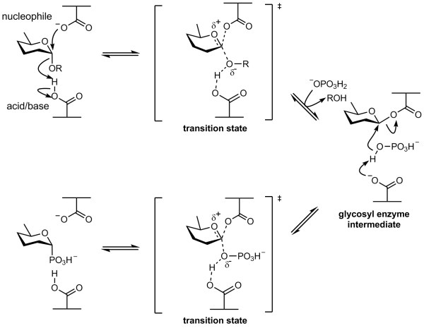 Retaining a-glycoside phosphorylase mechanism.png