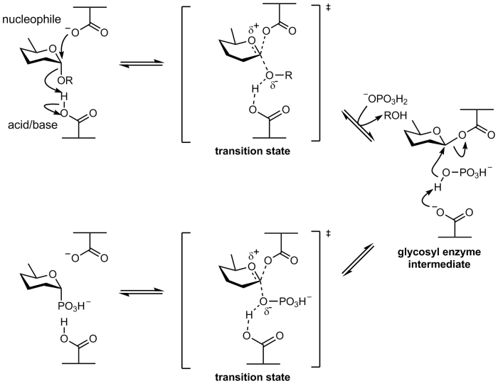 Retaining a-glycoside phosphorylase mechanism.png