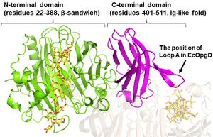 The overall structure of Michaelis complex of EcOpgG (monomer).jpg