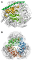 GH172 aFFase1 and ExoMA1.png