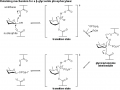 Retaining b-glycoside phosphorylase mechanism.png