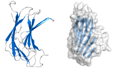 Carbohydrate Binding Module Family 70 - CAZypedia