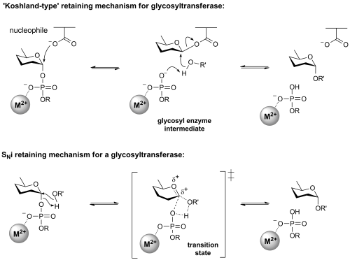 Retaining glycosyltransferase mechanism.png