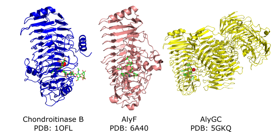 Polysaccharide Lyase Family 6 - CAZypedia