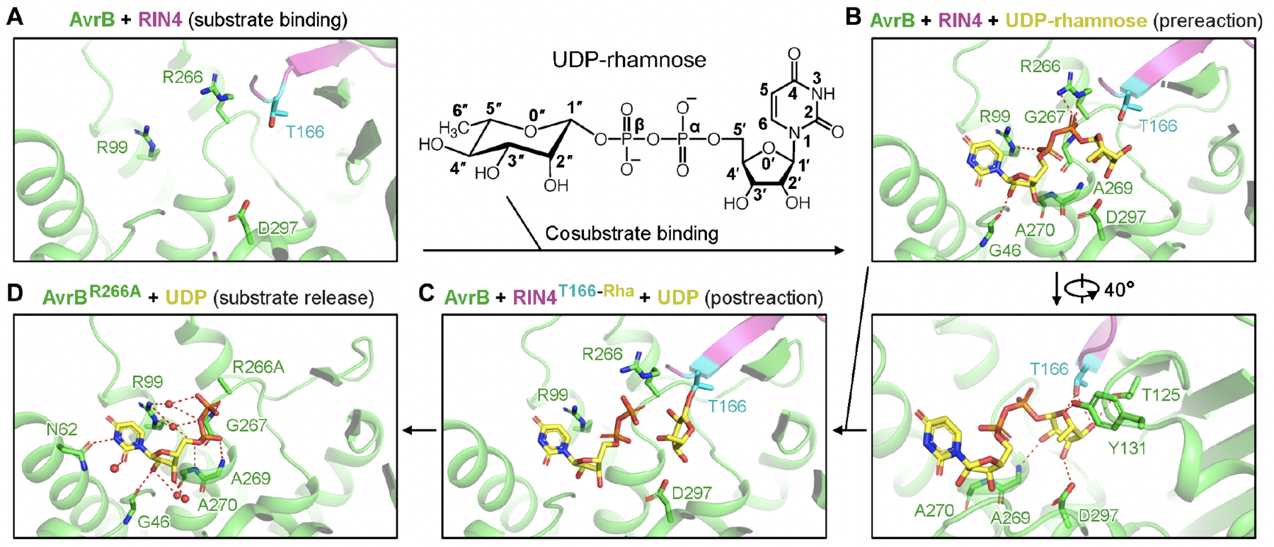 Glycosyltransferase Family 138 - CAZypedia
