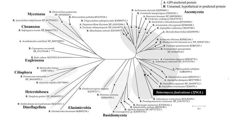 File:The phylogenetic tree of GH162 homologs.png
