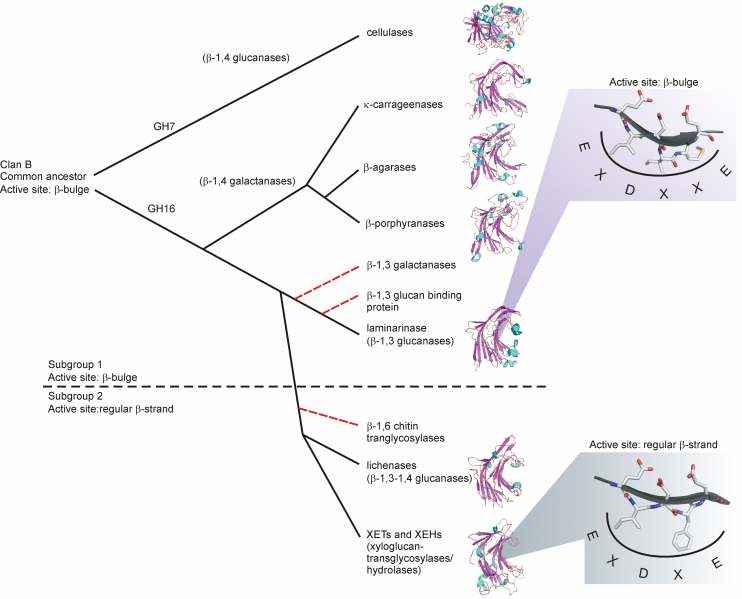 File:PhyloEvo.png