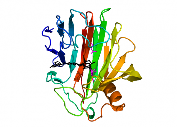 Glycoside Hydrolase Family 12 - CAZypedia