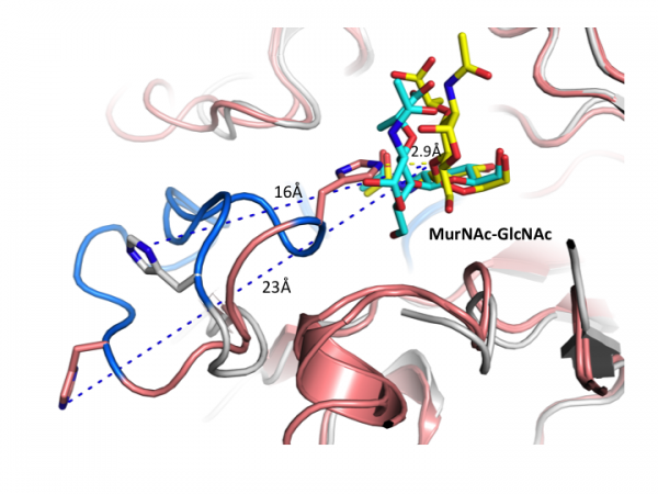 Glycoside Hydrolase Family 3 - CAZypedia
