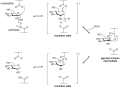 A-glucan lyase mechanism.png