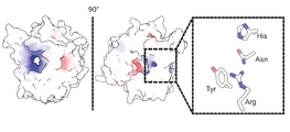 Surface electrostatic features and active site residues The electronegative tunnel of PL38 in which the catalytic residues are placed.