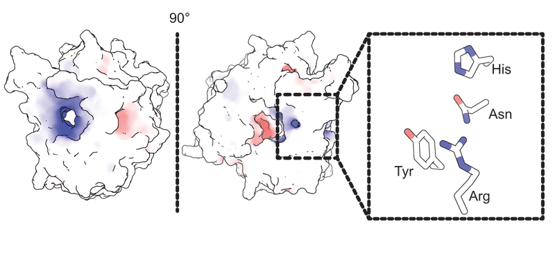 File:PL38 cazypedia.png