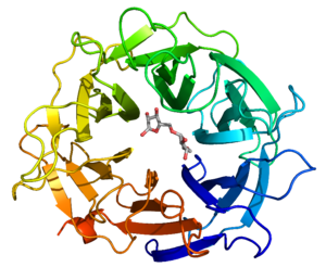 Figure 3. Cartoon representation of the overall structure of Arb93A colored by blade.
