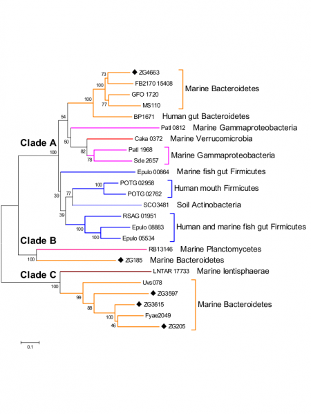 File:GH117 Phylogeny.png