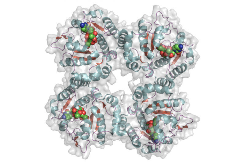 File:Cst II tetramer with ligand cmyk.png