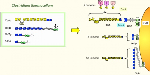 Schematic representation of C. Thermocellum cellulosome components