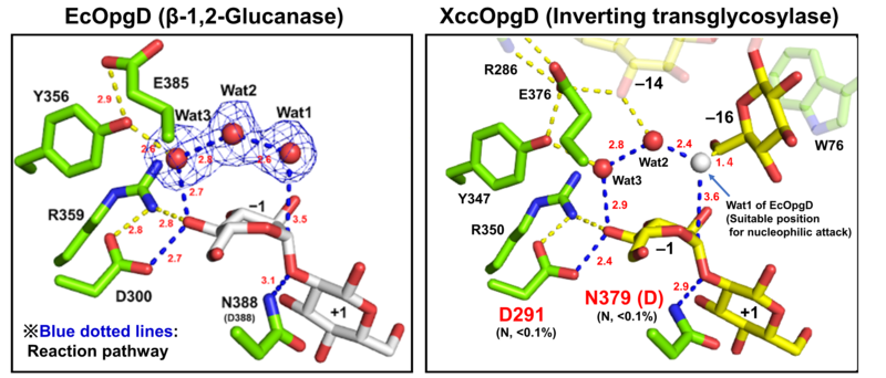 File:Catalytic centers of GH186.png