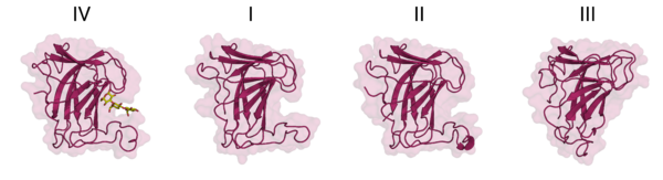Carbohydrate Binding Module Family 102 - CAZypedia