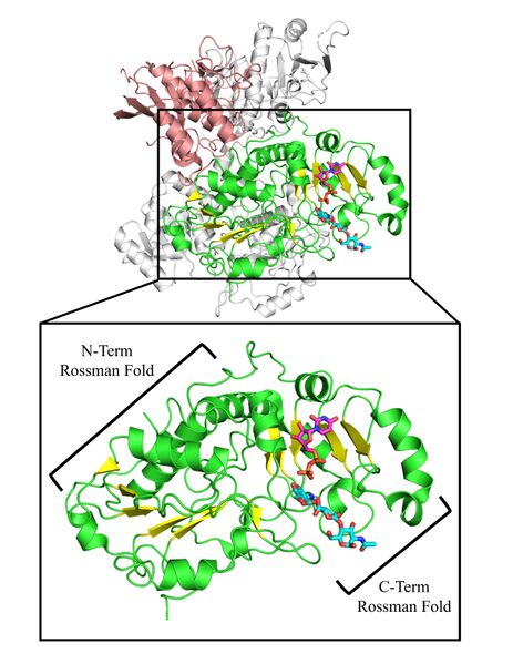 File:EXT1EXT2 GT47 structure rendering figure 2 V6.jpg