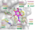 Fig3 CBM94 bindingsite.png