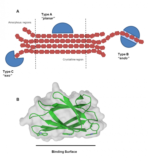 Carbohydratebinding modules CAZypedia