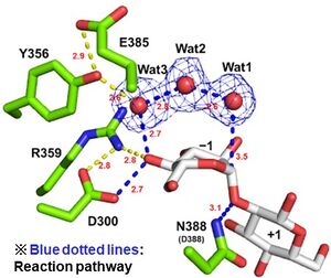 Catalytic center of EcOpgD.jpg