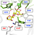 GH172 aFFase1 Active Site.png