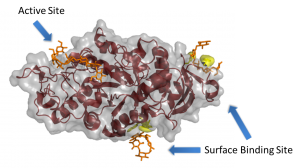 Figure 1. The barley α-amylase 1 in complex with maltoheptaose PDB ID 1RP8 [1]. Several of the key SBS residues are shown highlighted in yellow, while the maltoheptaose molecules are shown in orange. Note the relatively large distance from the active site, which is a common aspect of these sites.
