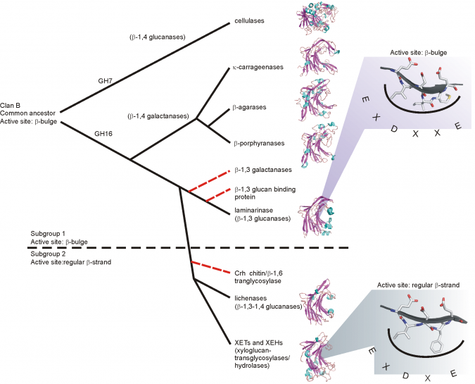 Glycoside Hydrolase Family 16 - CAZypedia